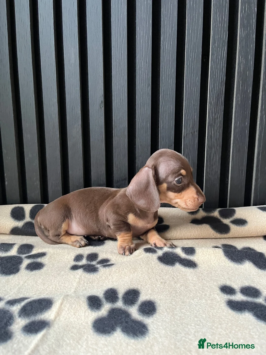 Miniature Dachshund dogs for sale: Dachshund Puppies (miniature) - Advert 2