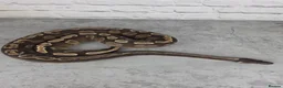 Python Snake reptiles for sale: Various Ball Pythons  - Advert 3