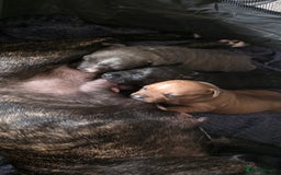 Staffordshire Bull Terrier dogs for sale: 3 Beautiful little staff boys - Image 3