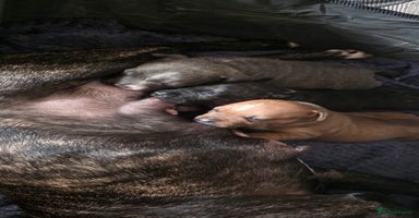 Staffordshire Bull Terrier dogs - Advert 10