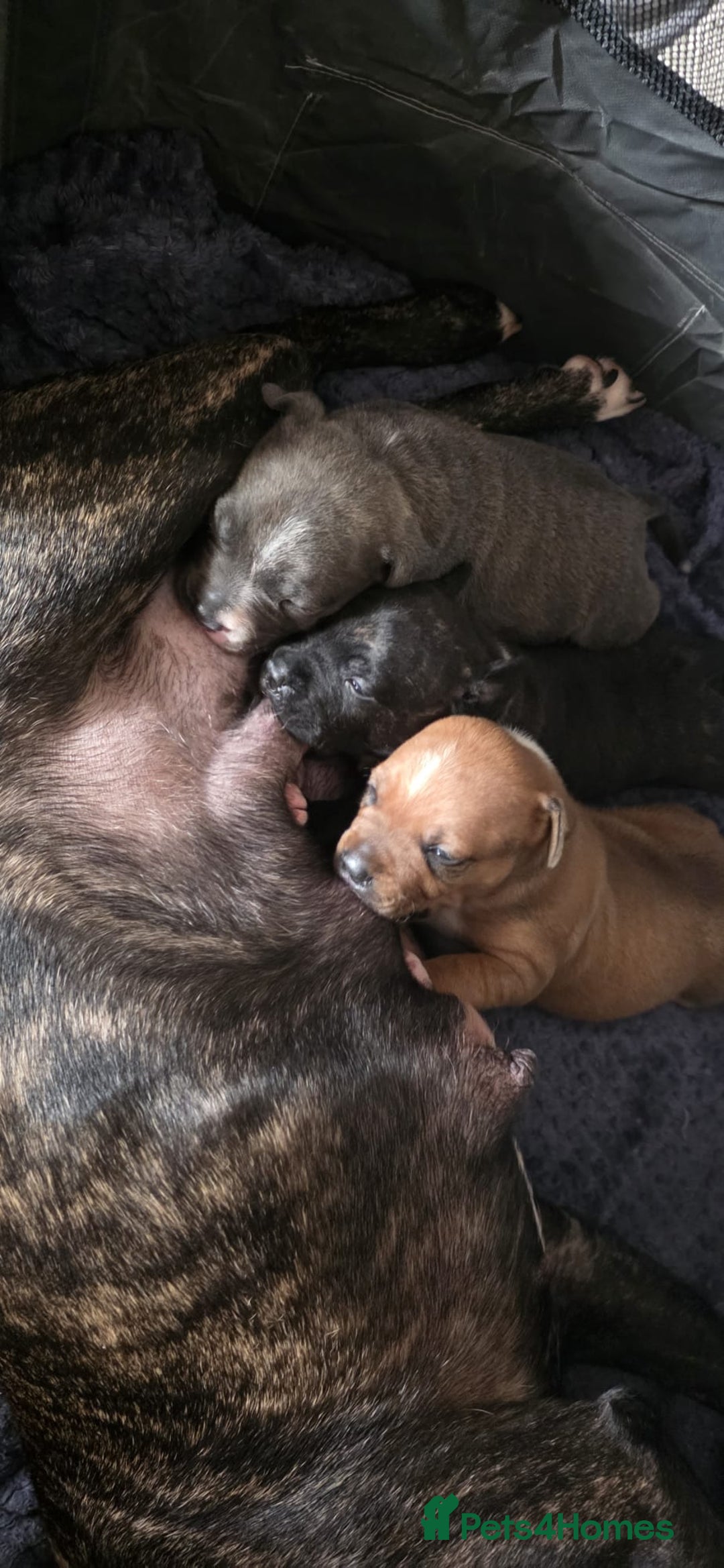 Staffordshire Bull Terrier dogs for sale: 3 Beautiful little staff boys - Image 3