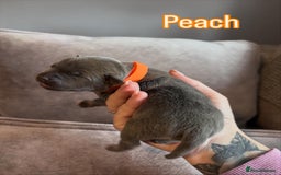 Staffordshire Bull Terrier dogs for sale: 4 Staffordshire Bull terrier Puppies  - Image 3