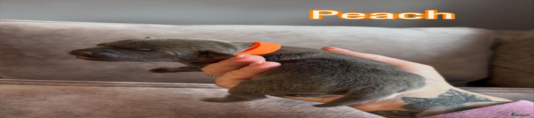 Staffordshire Bull Terrier Puppy 3