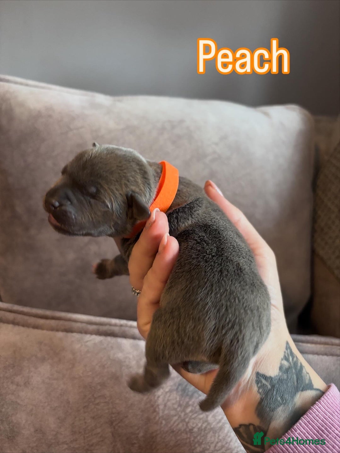 Staffordshire Bull Terrier dogs for sale: 4 Staffordshire Bull terrier Puppies  - Image 3