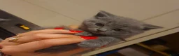 British Shorthair cats for sale: 8 weeks boy and girl - Dad 5 times champion 🏆 - Advert 21