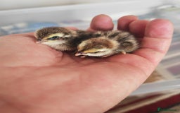 Chickens poultry for sale: USA silkie, jumbo coturnix, celadon quails - Image 4