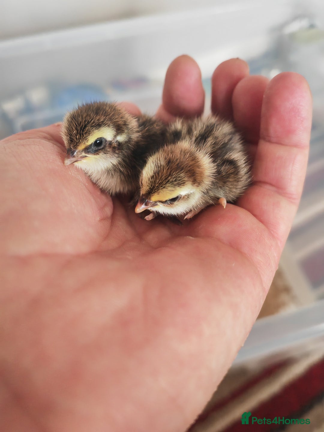 Chickens poultry for sale: USA silkie, jumbo coturnix, celadon quails - Image 4
