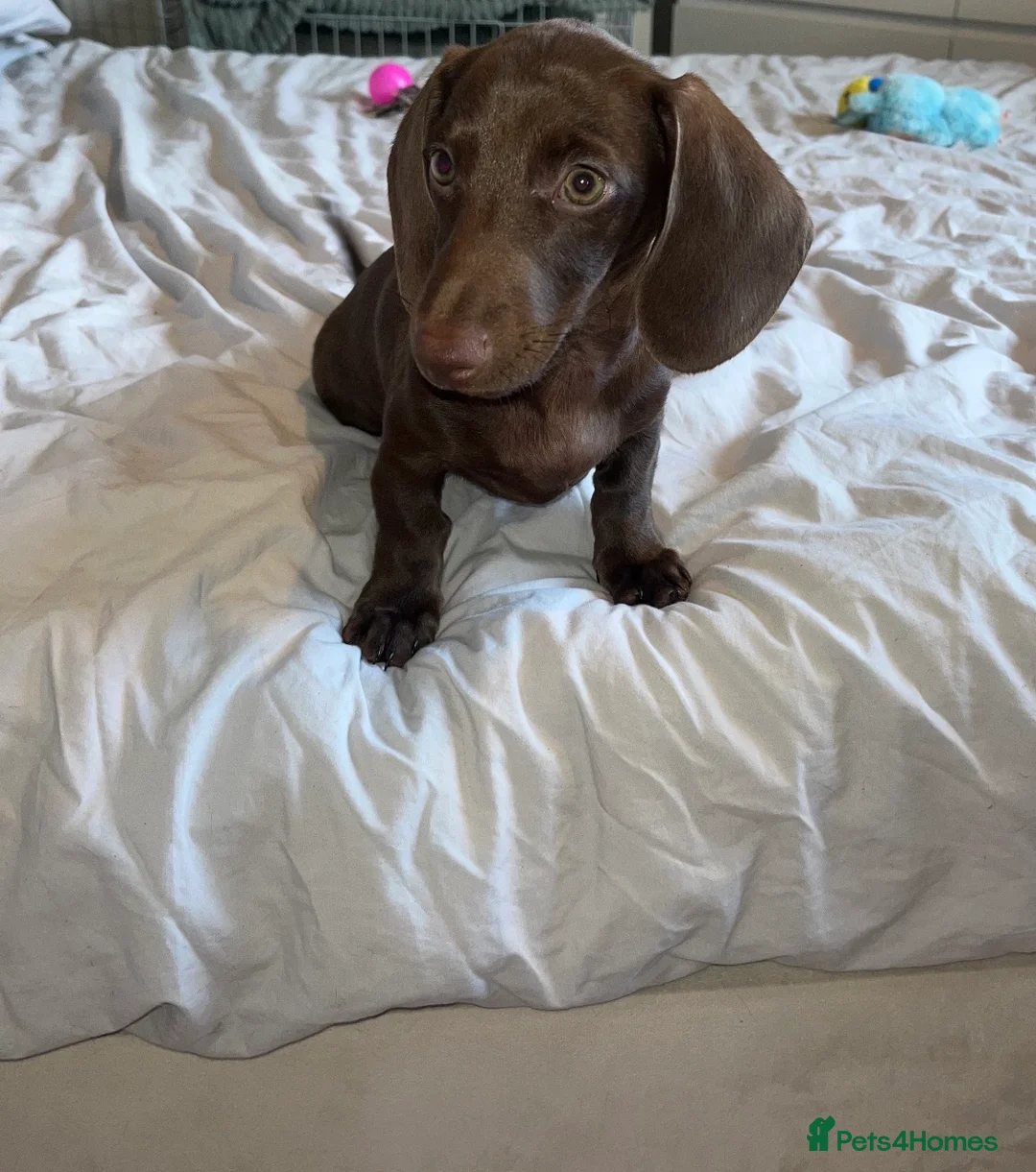 Miniature Dachshund dogs for sale: Miniature duchshund  in London - Advert 1
