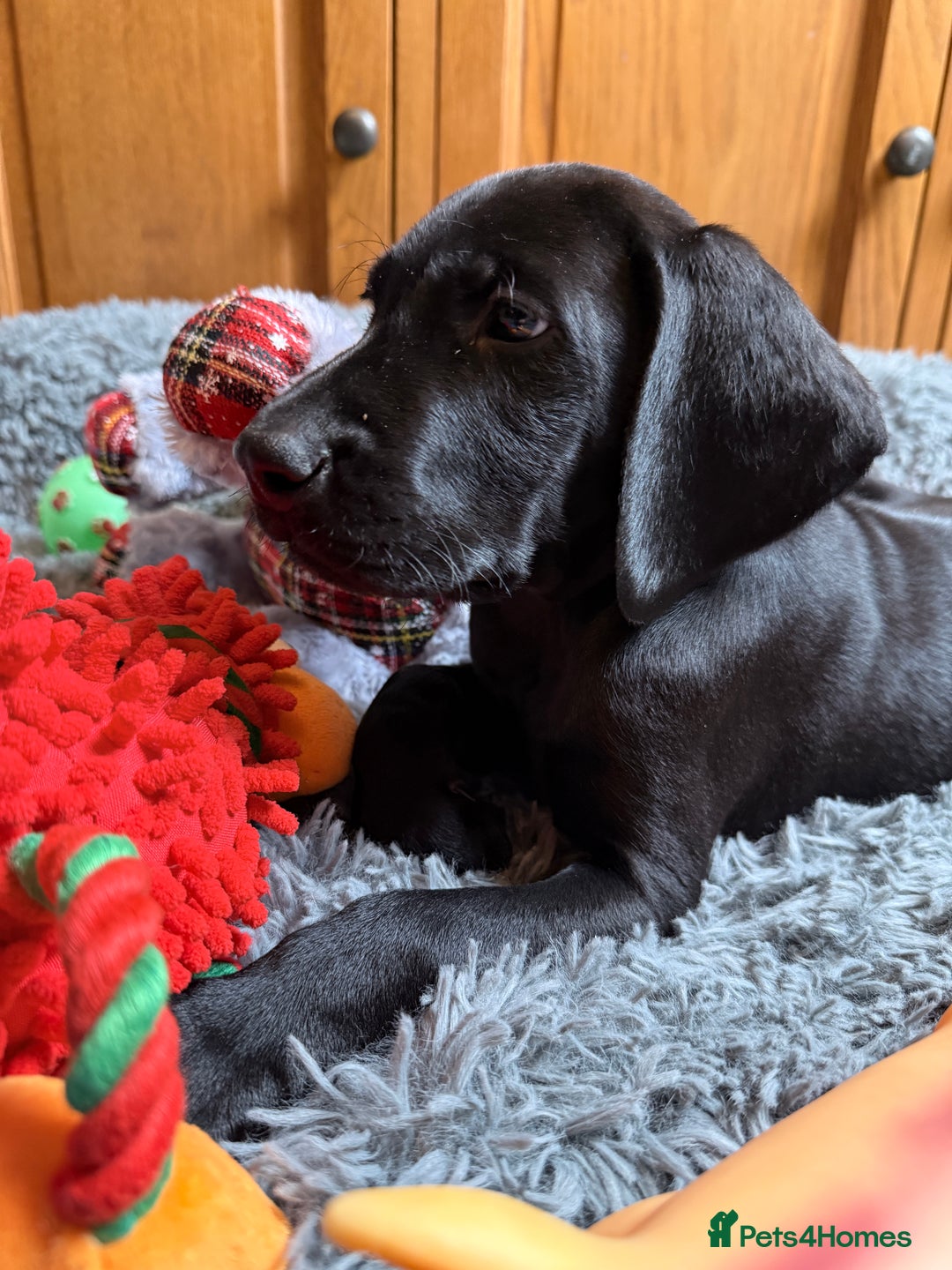 German Shorthaired Pointer dogs for sale: KC GSP Pups Health Tested Parents - Advert 26