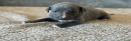 Whippet dogs for sale: KC REGISTERED BLUE SHOW TYPE WHIPPETS - Advert 15