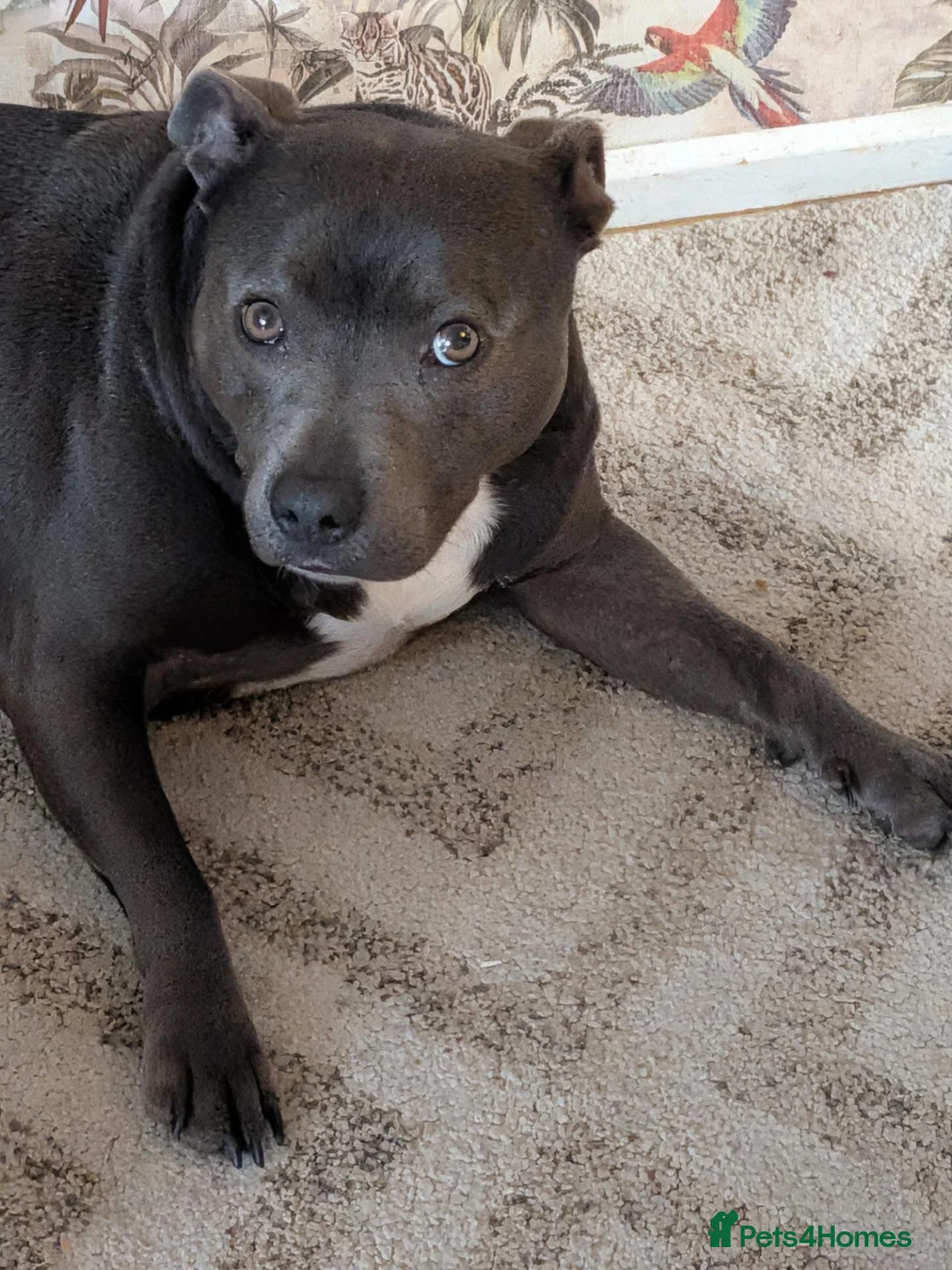 Staffordshire Bull Terrier dogs for sale: 5 year old Staffordshire bull terrier in Winsford - Advert 1