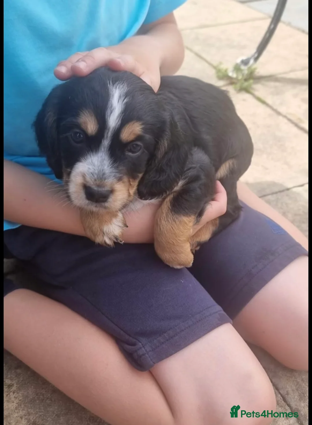 Cocker Spaniel dogs for stud: KC REG HEALTH TESTED WORKING COCKER FOR STUD in Darlington - Advert 12