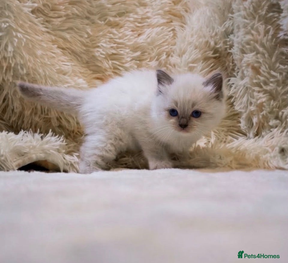 Ragdoll cats 🏆grand champion bloodline gccf  🏆🏆 - Advert 16