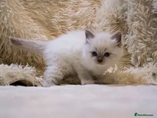 Ragdoll cats 🏆grand champion bloodline gccf 🏆🏆 - Advert 16
