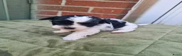 Shihpoo dogs for sale: Shihpoo puppys - Advert 12