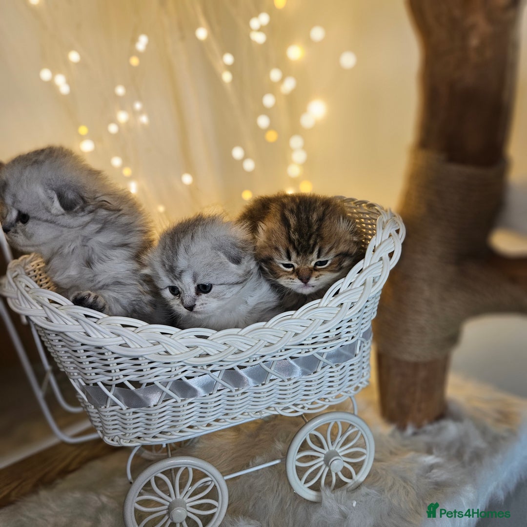 Scottish Fold cats for sale: TICA Scottish fold show quilty kittenss london  - Advert 15