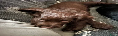Cocker Spaniel 3