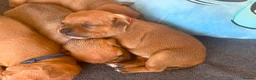 Staffordshire Bull Terrier dogs for sale: KC Red Staffordshire Bull Terriers ❤️❤️🏆🩸 - Advert 9
