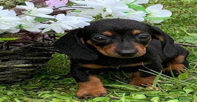 Miniature Dachshund dogs - Advert 16