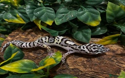 Gecko reptiles for sale: Variety Of Leopard Geckos And Sub-Species For Sale in Fleet - Image 10