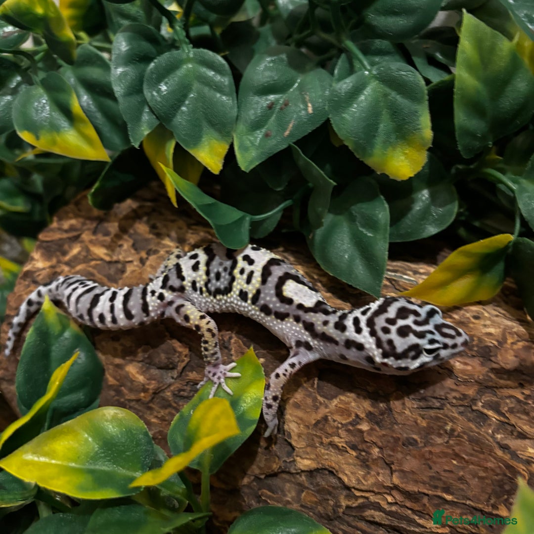 Gecko reptiles for sale: Variety Of Leopard Geckos And Sub-Species For Sale in Fleet - Image 10