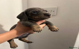 Dachshund dogs for sale: 5 stunning Dachshund puppies - Image 10