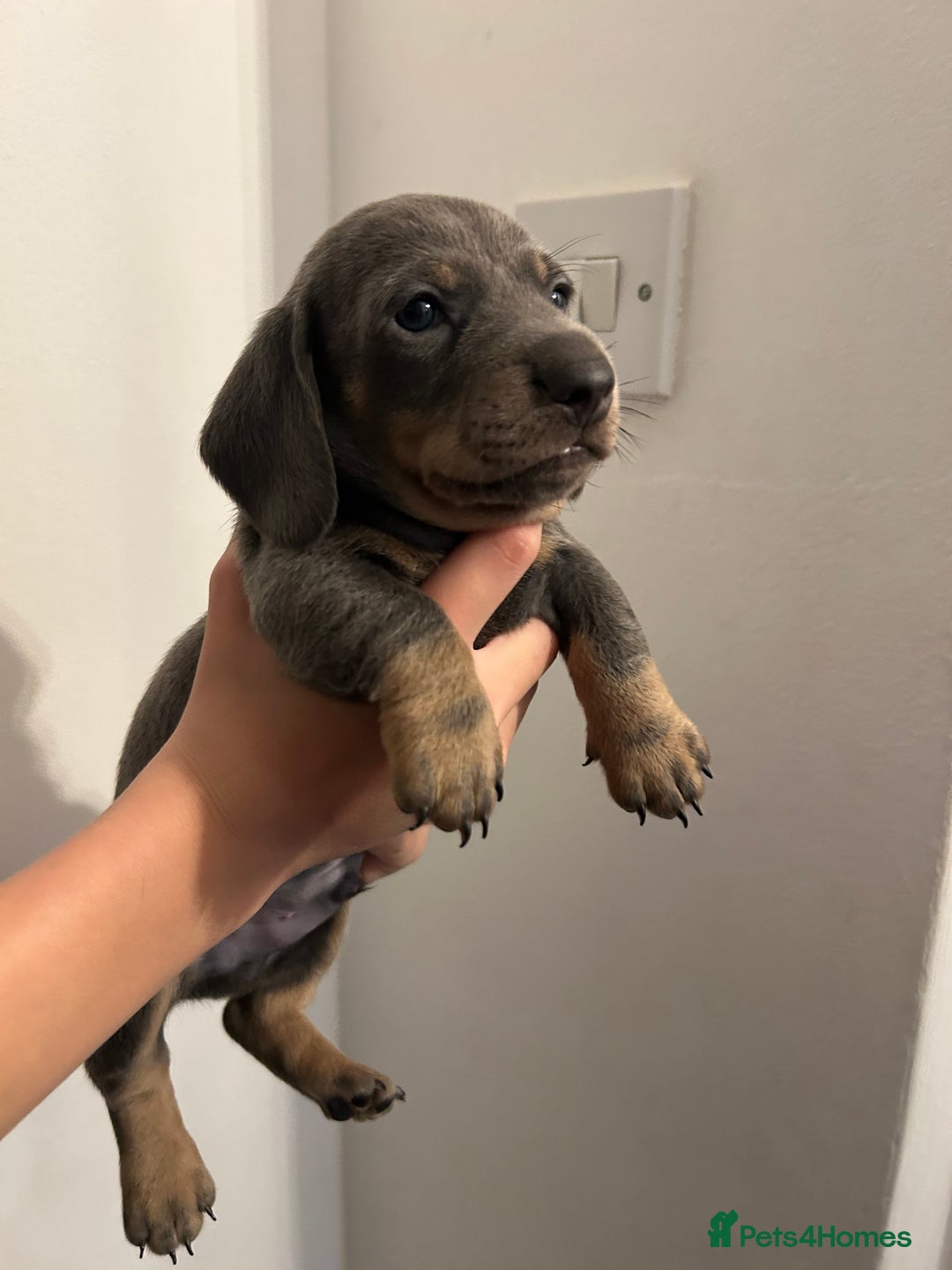 Dachshund dogs for sale: 5 stunning Dachshund puppies - Image 10
