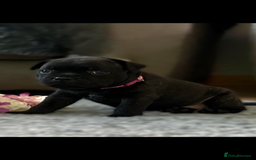 Staffordshire Bull Terrier dogs for sale: Paws Above The Rest  - Image 35