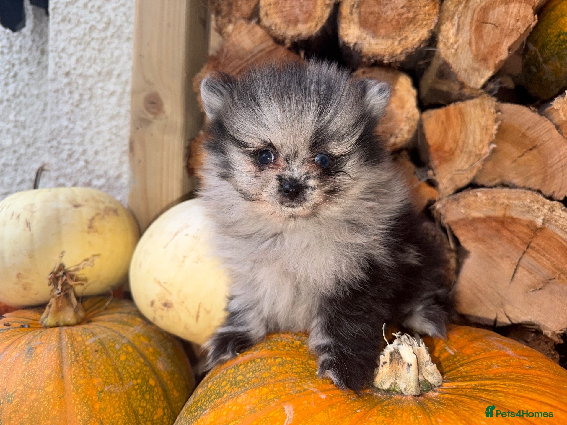 Pomeranian dogs for sale: 🧸💙 3 true to type Pomeranian male bears 💙🧸 - Advert 15