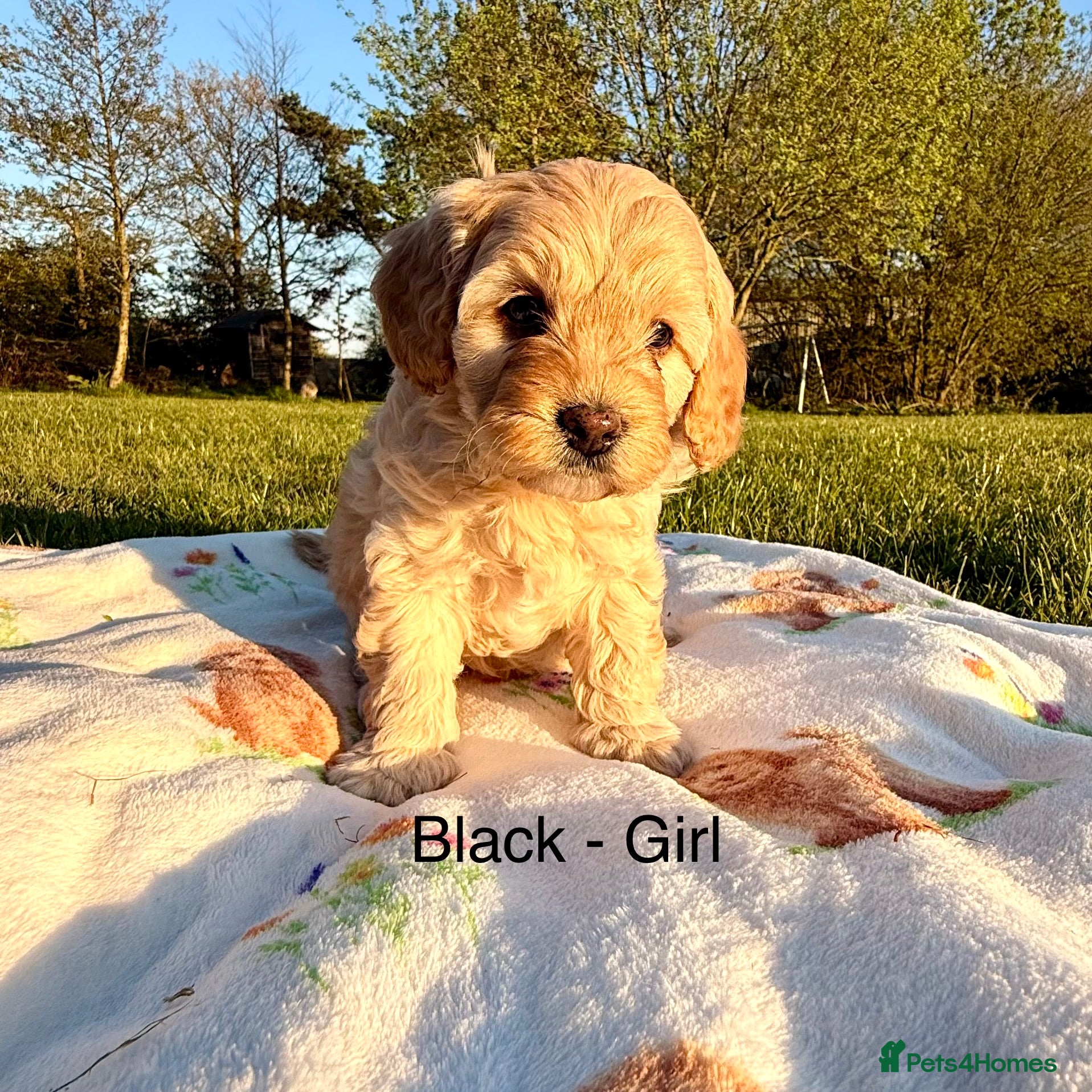 Cavapoo dogs Toy F2 Cavapoo’s ❤️🐾 - Advert 2