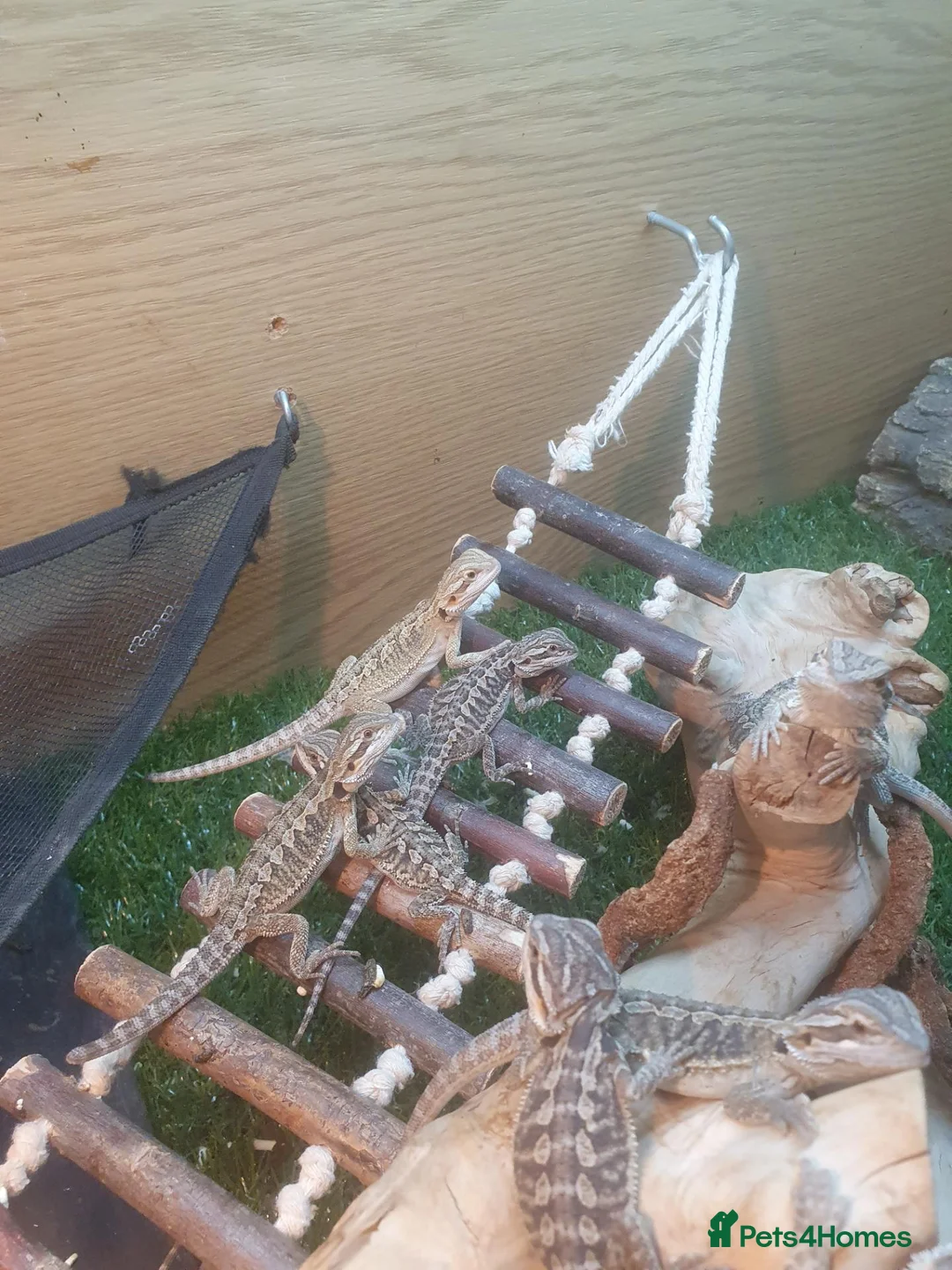 Bearded Dragon reptiles for sale: Citrus bearded dragons babies het translucent - Advert 1