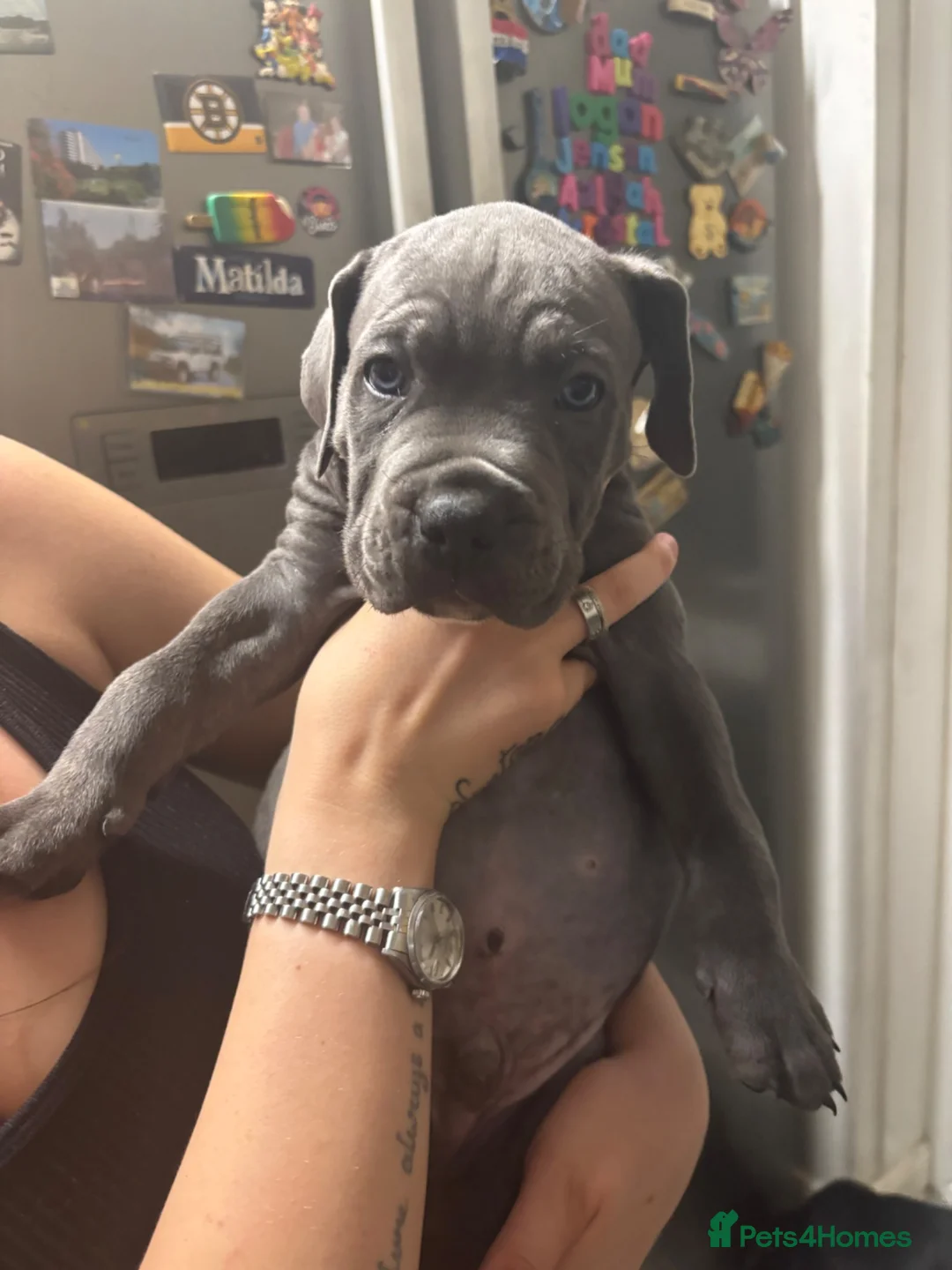 Mixed Breed dogs for sale: Beautiful pups for sale  in Beaconsfield - Advert 2