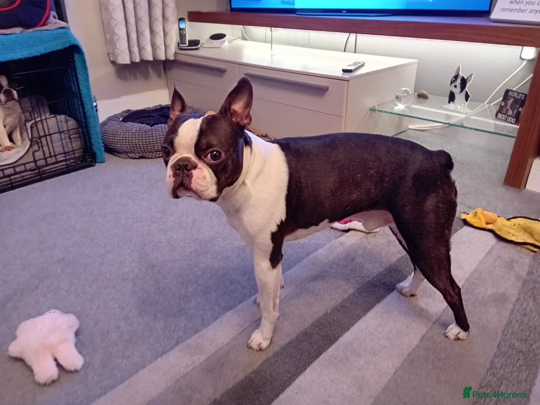 Boston Terrier dogs for stud: My handsome boy ready for stud - Advert 5