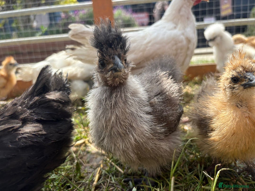 Chickens poultry for sale: Silkie Chickens - Image 1