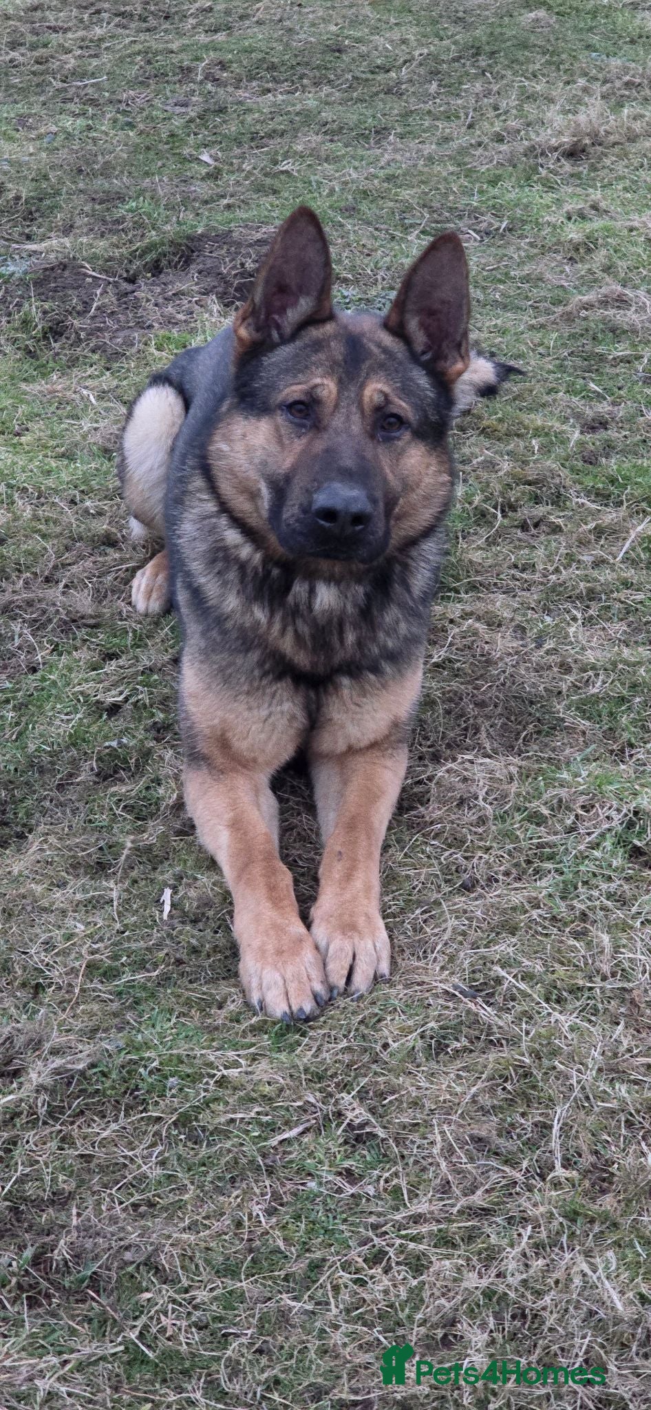 German Shepherd dogs Big bone gsd male  - Advert 1