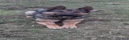 German Shepherd dogs for sale: Big bone gsd male  - Advert 2