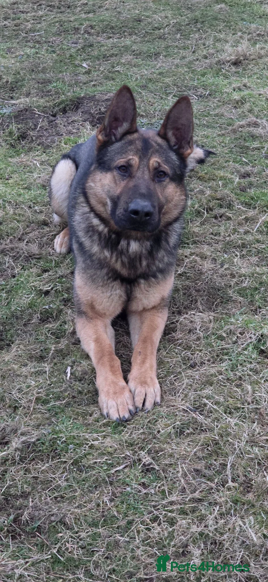 German Shepherd dogs for sale: Big bone gsd male  - Advert 2