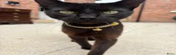 Bombay cats for sale: 1 year old cat  - Advert 6