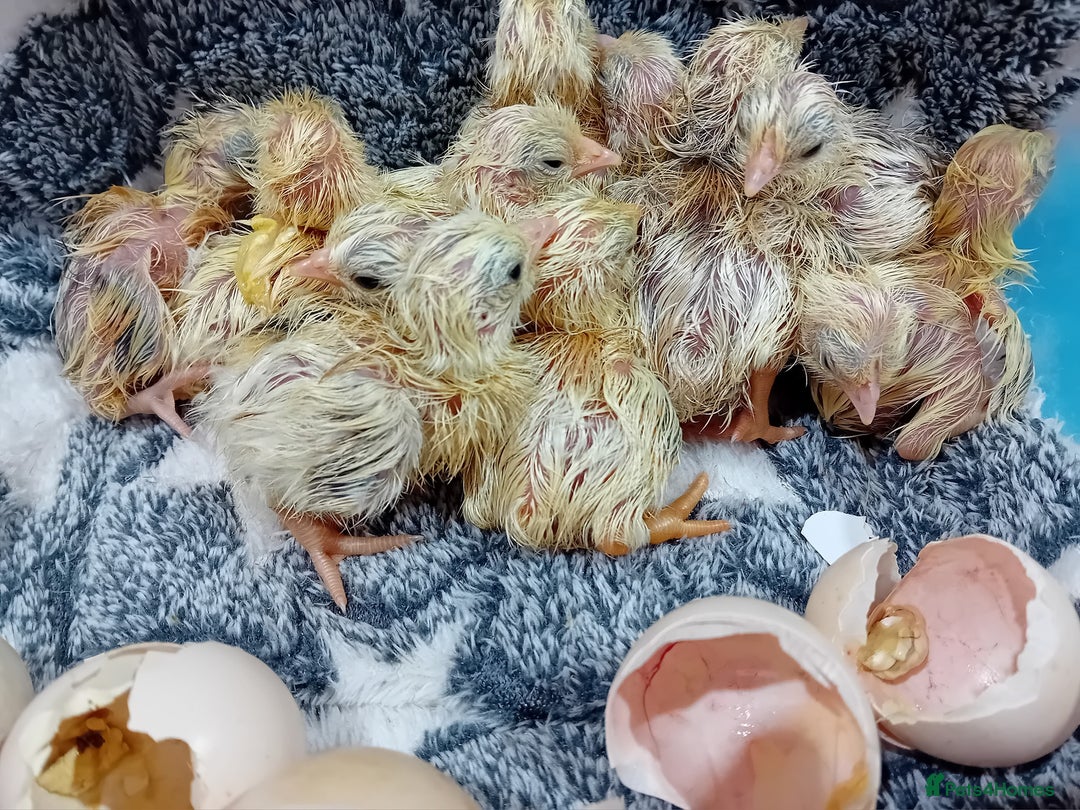 Chickens poultry for sale: Beautiful, days old Serama Chicks Available in Ruardean - Image 10