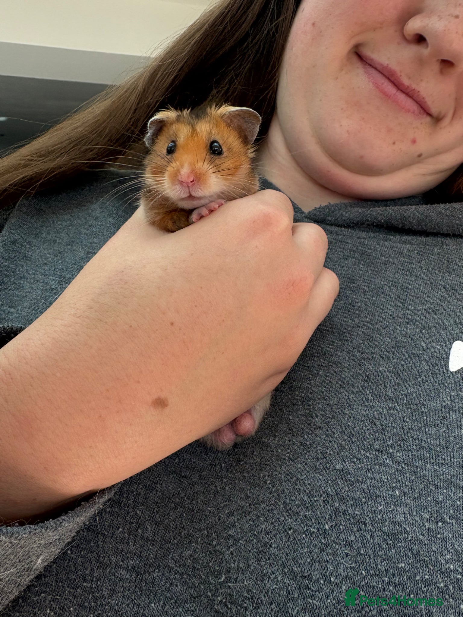 Hamster rodents Syrian Hamsters - home bred and friendly - Advert 2