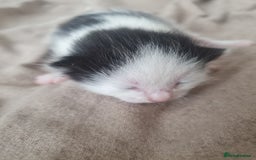 Mixed Breed cats for sale: Mixed breed kittens  - Image 4