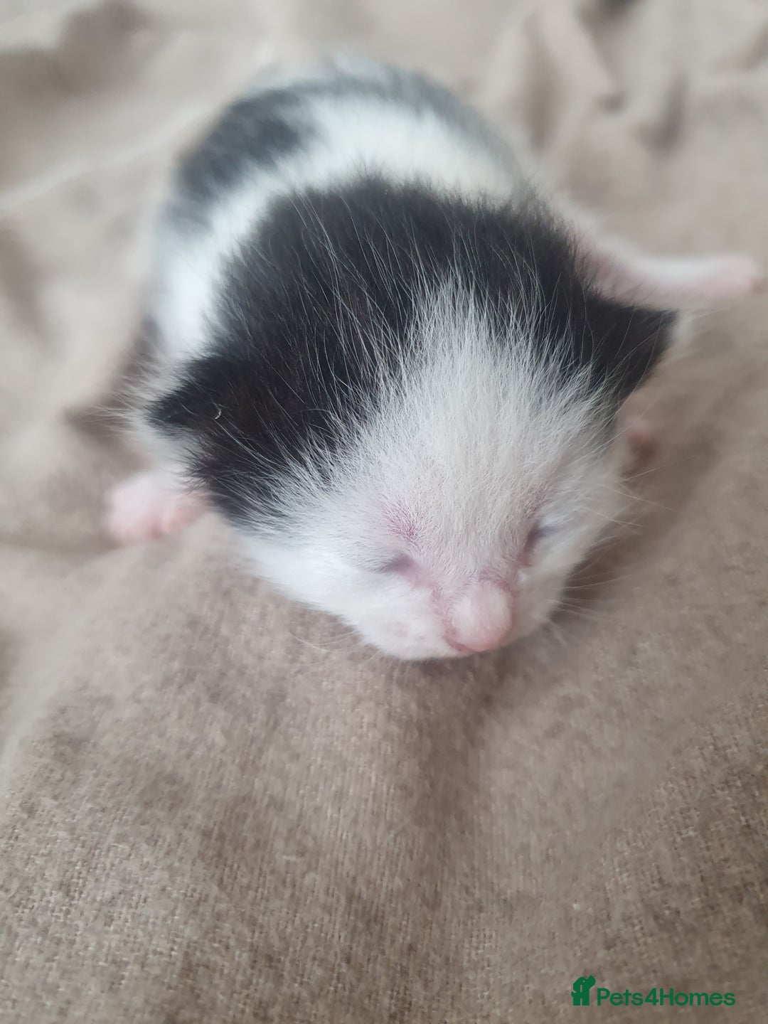 Mixed Breed cats for sale: Mixed breed kittens  - Image 4