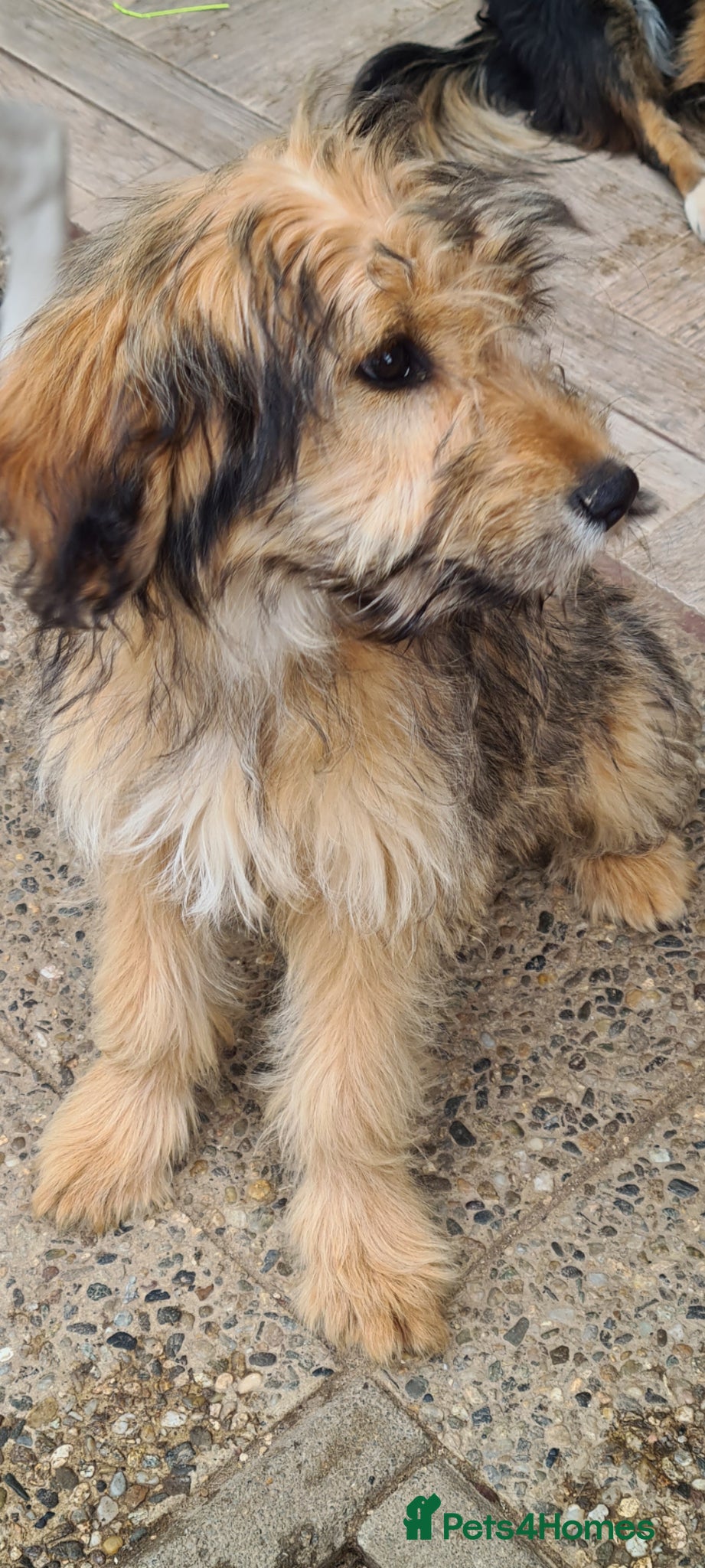 Mixed Breed dogs for adoption: Buttons.  female small breed - Advert 5