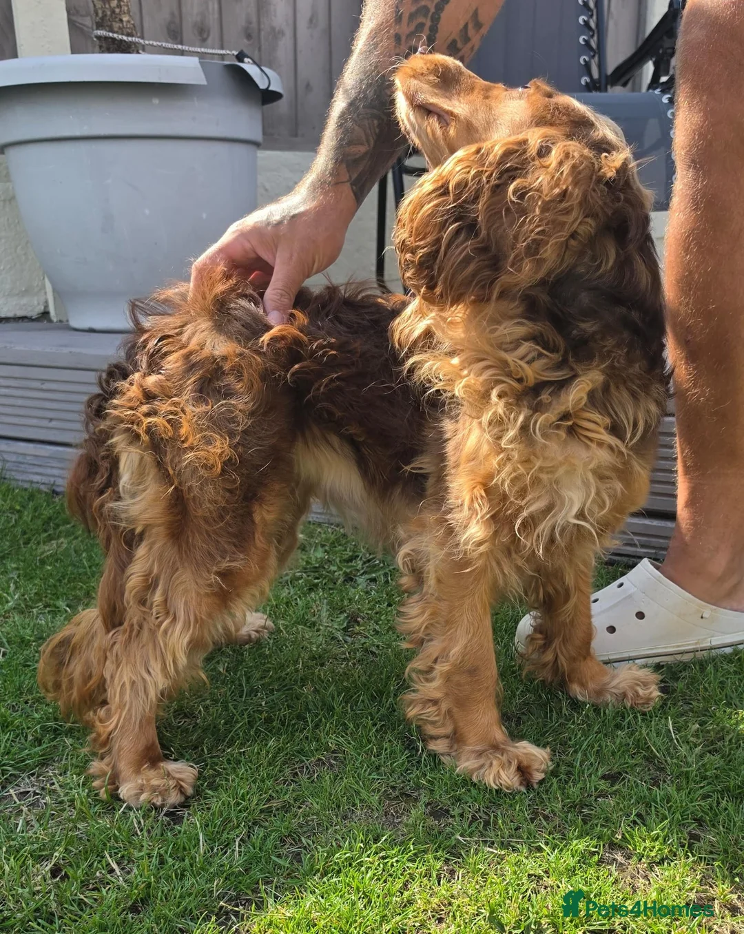 Cockapoo dogs for sale: Re homing show type cocka poo  - Advert 2