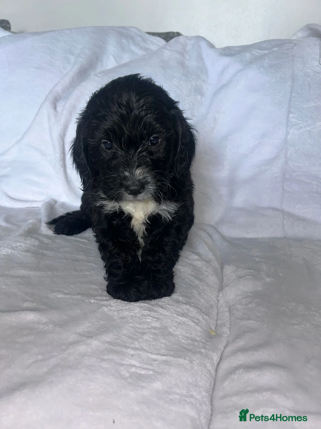 Sproodle dogs for sale: Beautiful F1 Sproodles ready to leave 2 remaining  - Advert 18