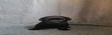 Patterdale Terrier 3