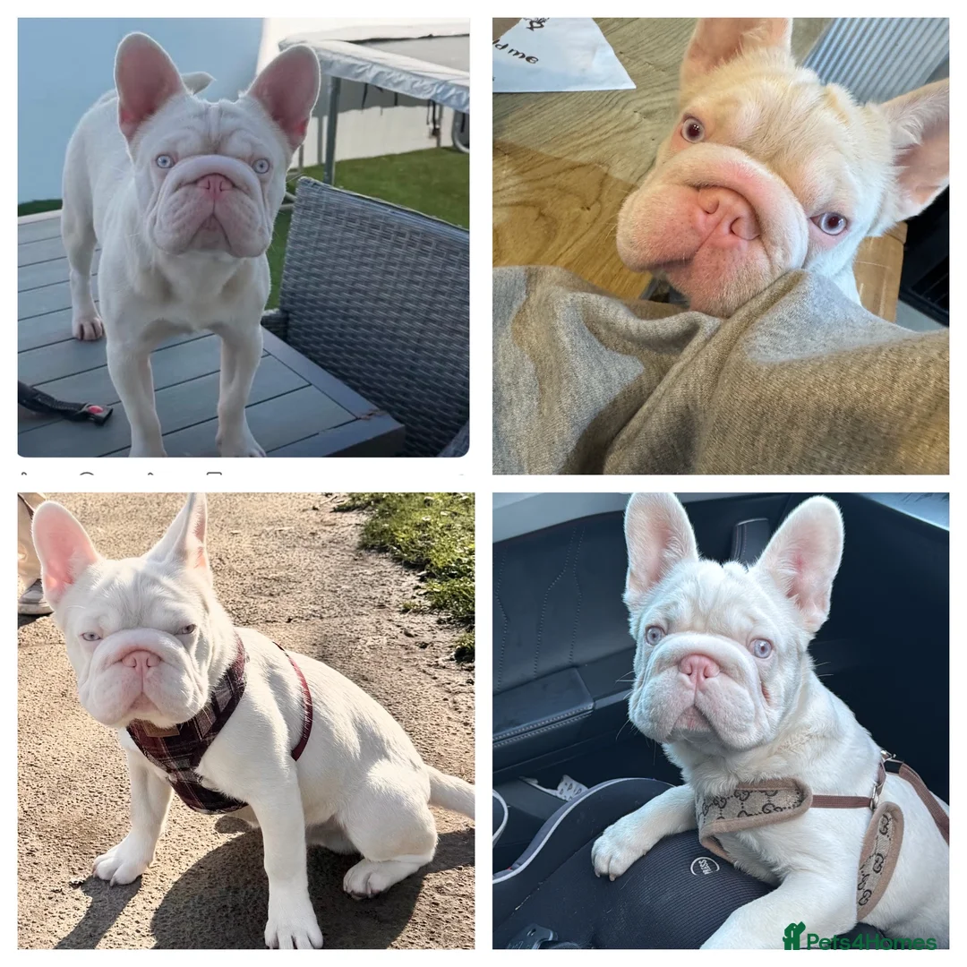 French Bulldog dogs for sale: Beautiful 1 year old boy looking for new home  in Swansea - Advert 2