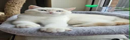 British Shorthair cats for sale: Stunning GCCF reg, BSH Colourpointed Boys - Advert 8