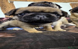 Pug dogs for sale: Beautiful Pure Pug Puppies 8 weeks old! 🐾 - Image 8