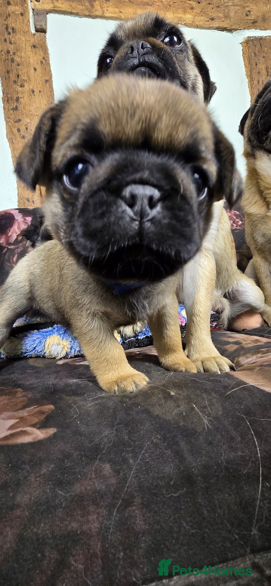 Pug dogs for sale: Beautiful Pure Pug Puppies 8 weeks old! 🐾 - Image 8